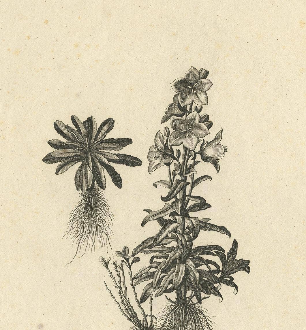 Antique Botany Print of Campanula Americana by Dodart 'circa 1680'