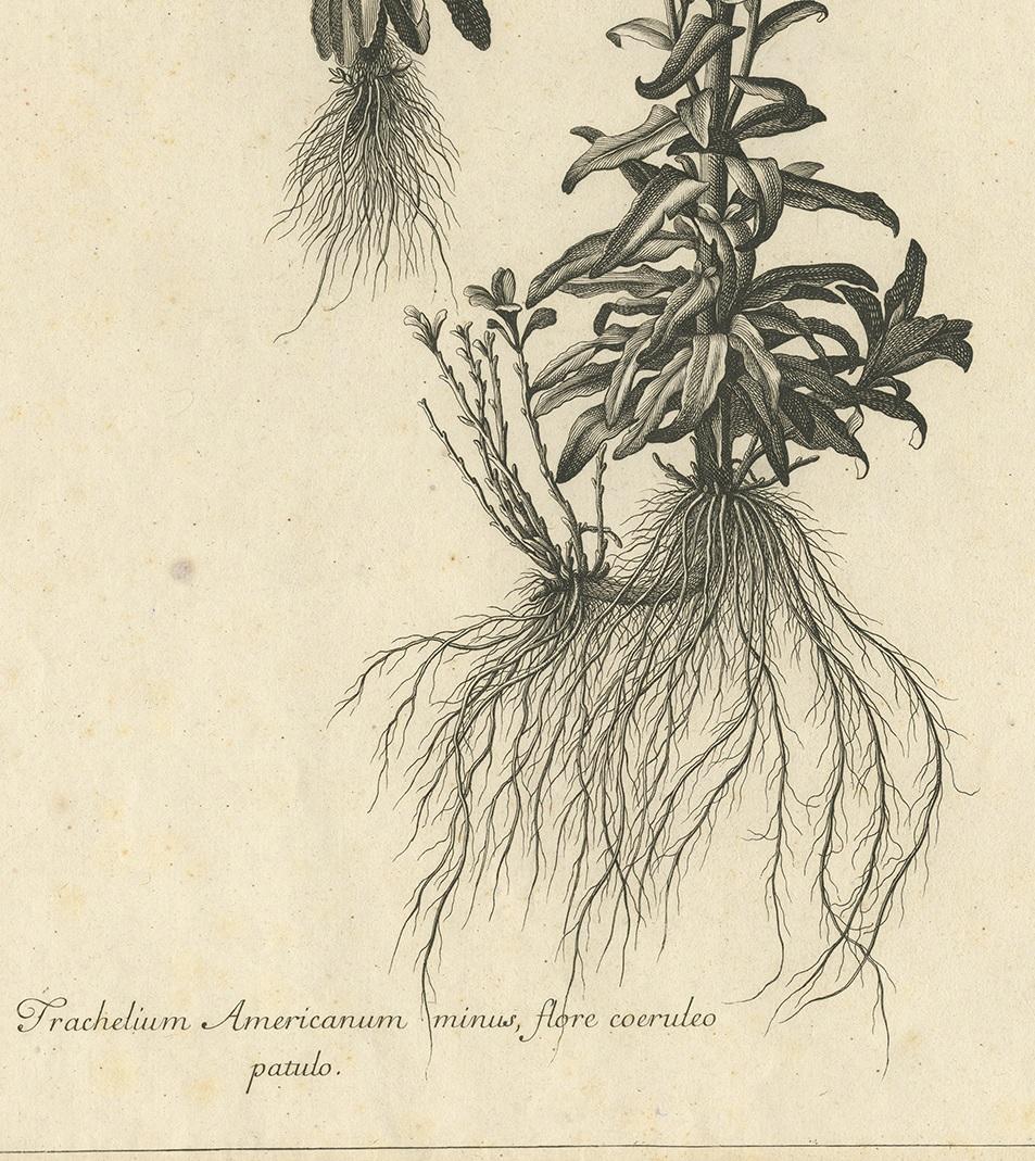 17th Century Antique Botany Print of Campanula Americana by Dodart 'circa 1680' For Sale