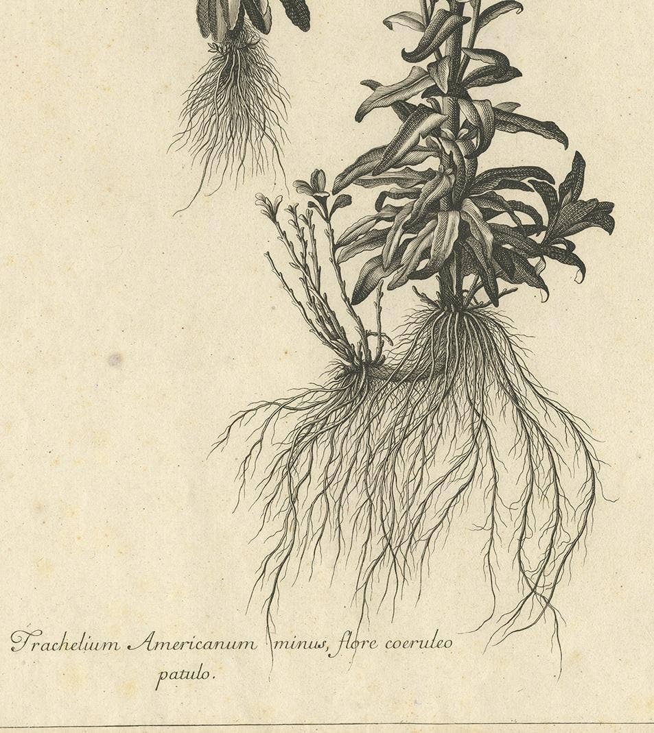Antique Botany Print of Campanula Americana by Dodart 'circa 1680'