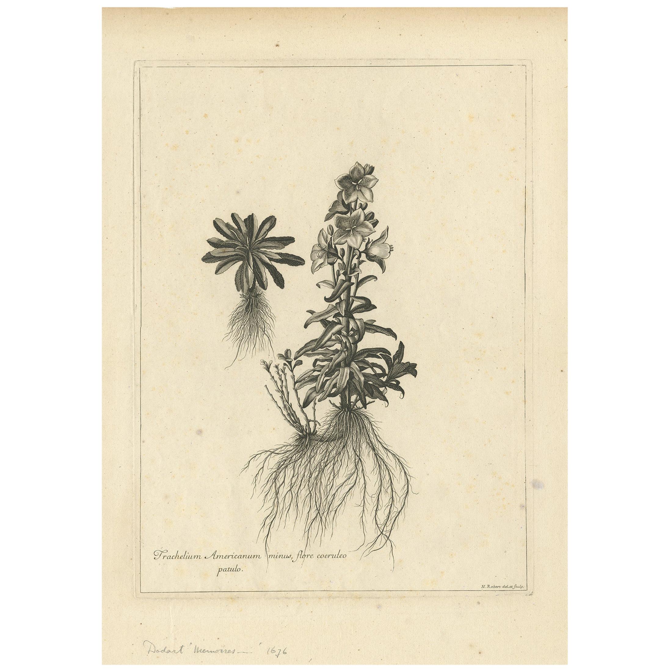 Impression botanique ancienne de Campanula Americana par Dodart « vers 1680 »