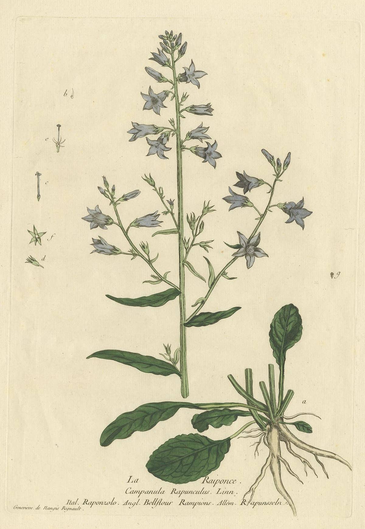 Antique Botany Print of Campanula Rapunculus by Regnault, circa 1780