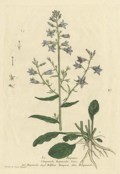 Antique Botany Print of Campanula Rapunculus by Regnault, circa 1780