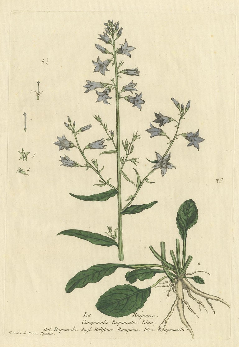 Antique Botany Print of Campanula Rapunculus by Regnault, circa 1780 ...