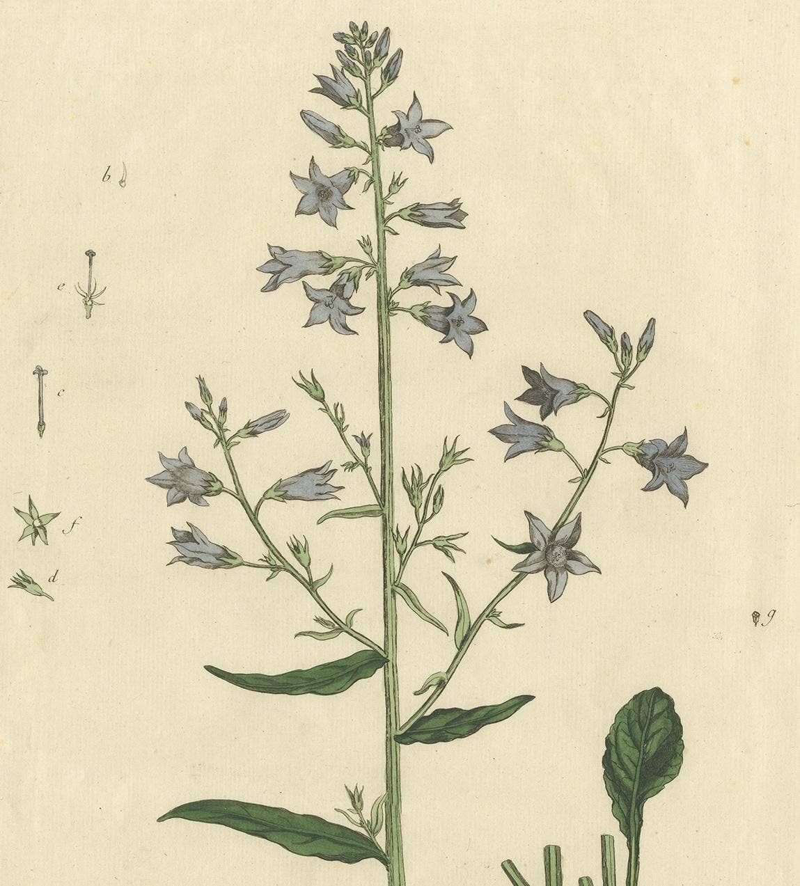 Antique Botany Print of Campanula Rapunculus by Regnault, circa 1780