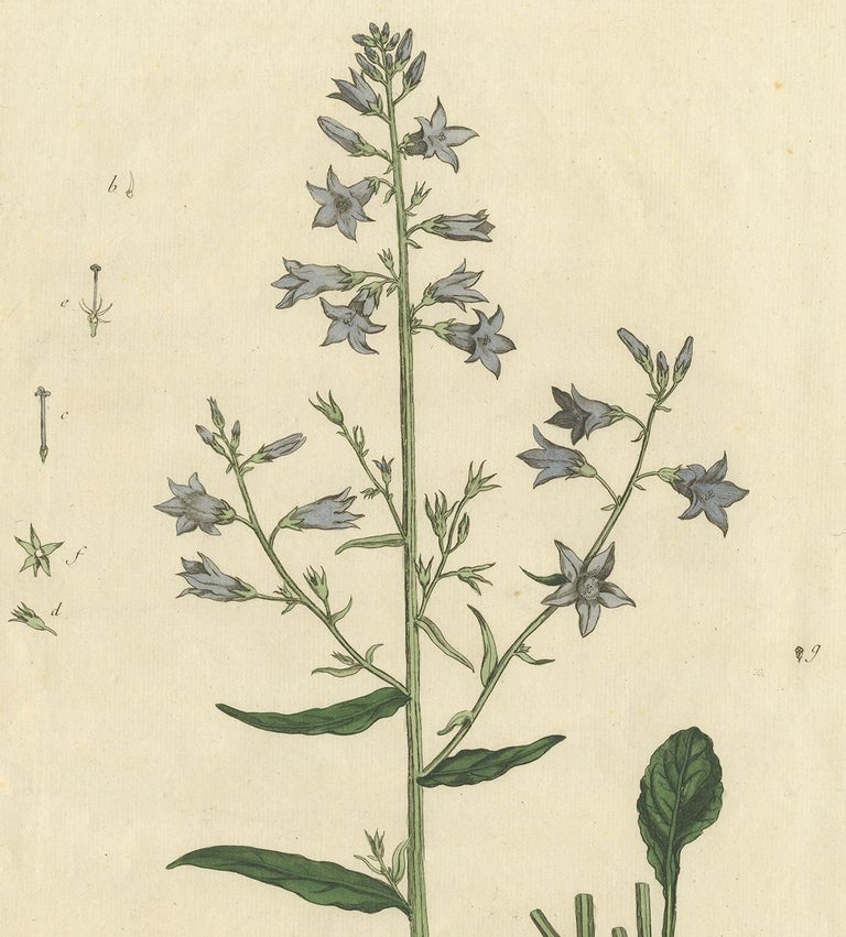 Antique Botany Print of Campanula Rapunculus by Regnault, circa 1780 ...