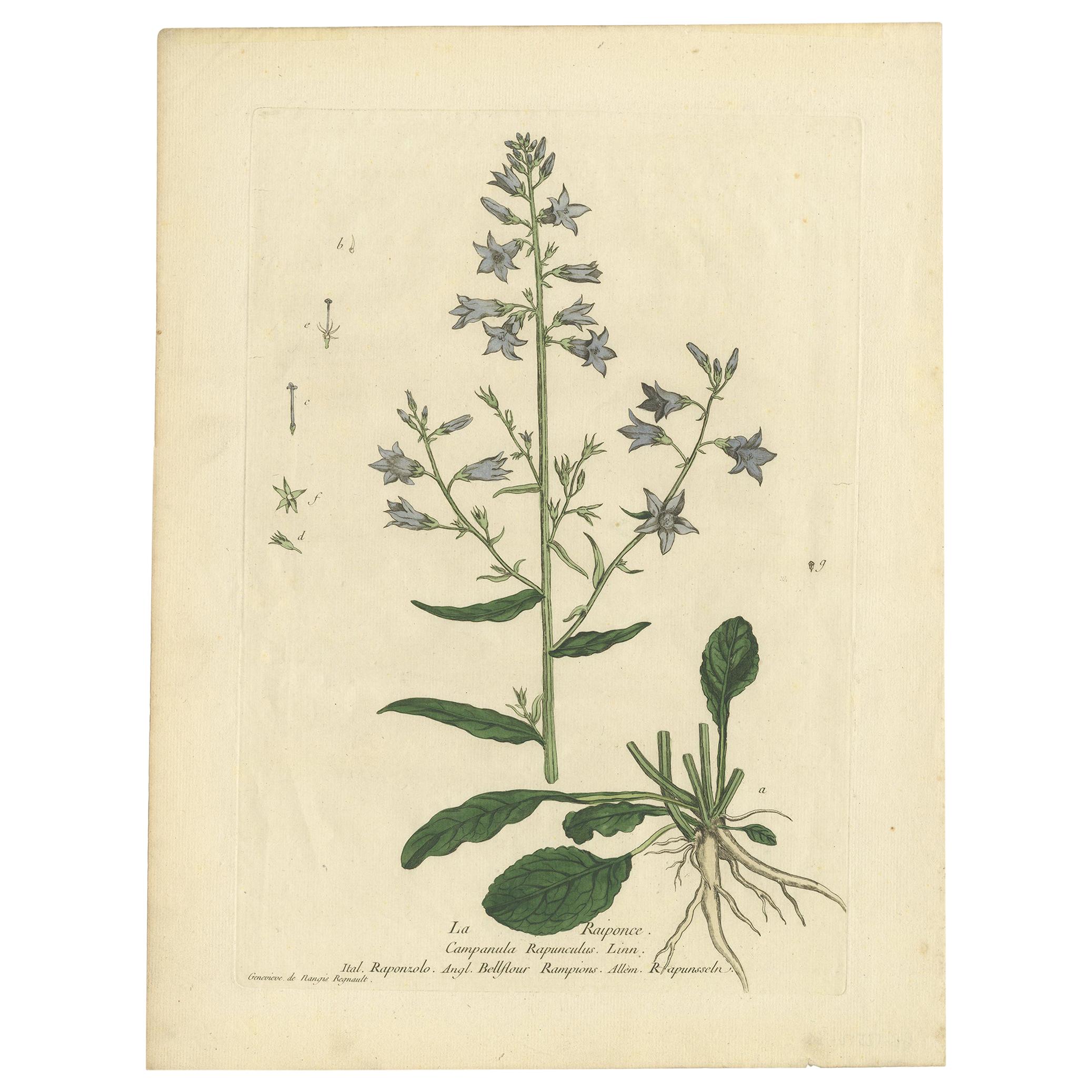 Impression botanique ancienne de Campanula Rapunculus par Regnault, datant d'environ 1780
