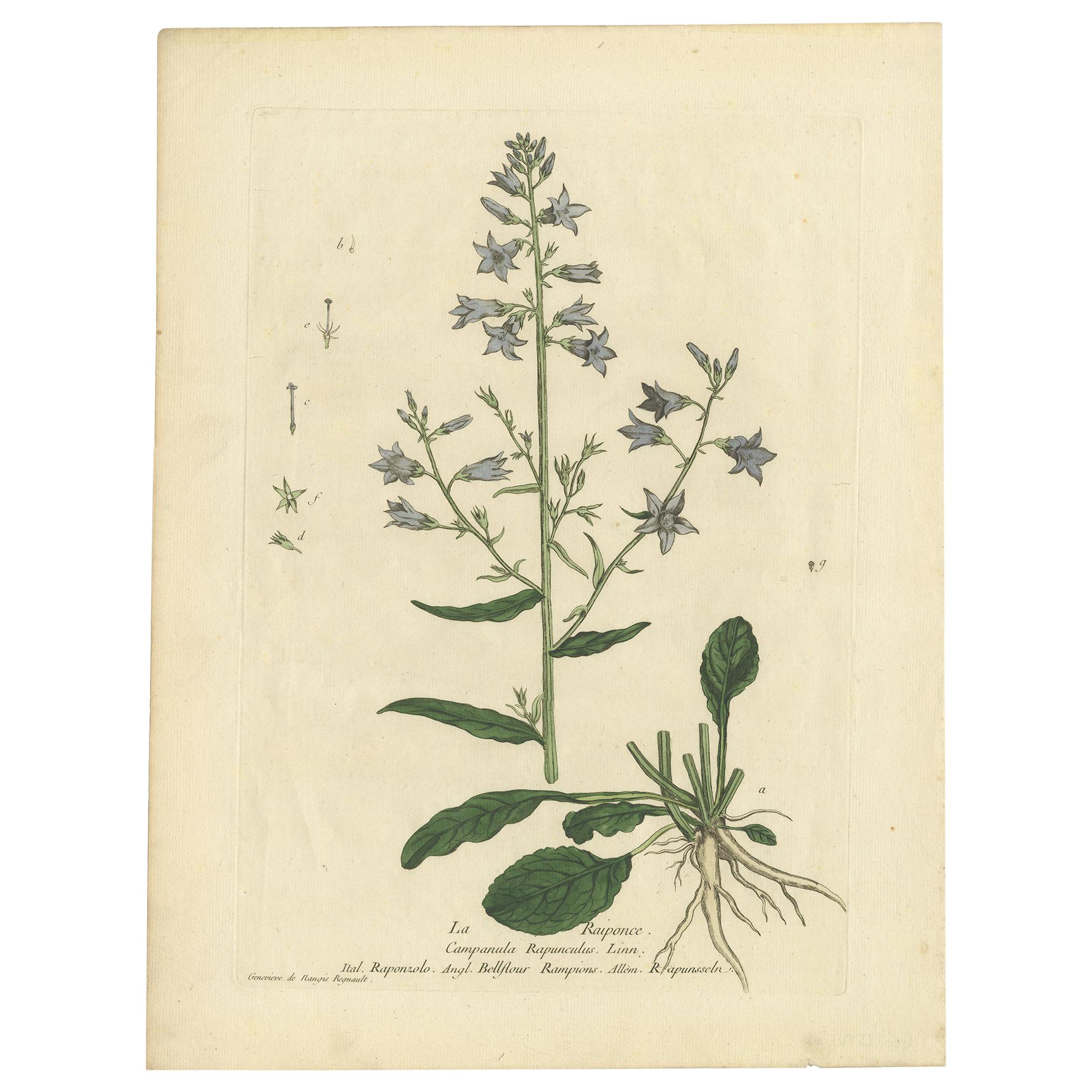 Grabado botánico antiguo de Campanula Rapunculus de Regnault, hacia 1780