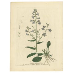 Antique Botany Print of Campanula Rapunculus by Regnault, circa 1780