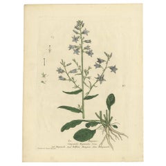 Grabado botánico antiguo de Campanula Rapunculus de Regnault, hacia 1780