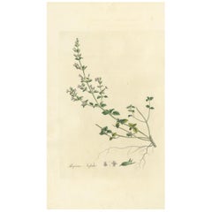 Antike Botanik-Stickerei von Clinopodium Nepeta ''um 1817''