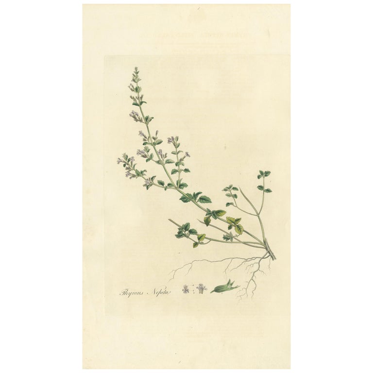 Antique Botany Print of Clinopodium Nepeta by Curtis 'circa 1817' For ...