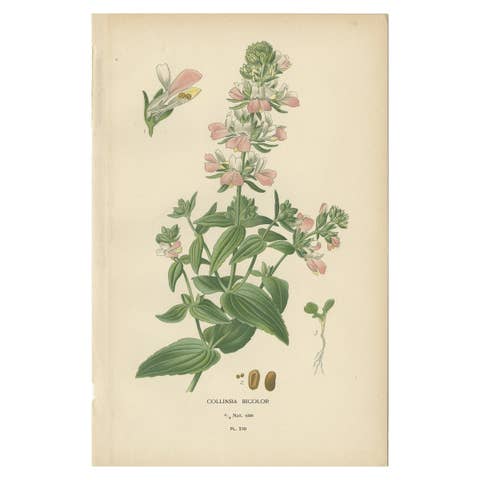 Antique Botany Print of Collinsia Heterophylla by Watson, 1897