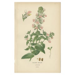 Impression botanique ancienne de Collinsia Heterophylla par Watson, 1897