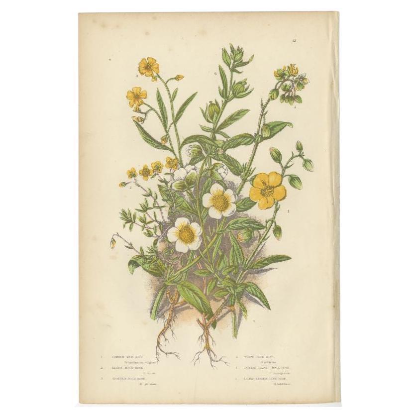 Antique Botany Print of Common Rock-Rose, c.1860 For Sale