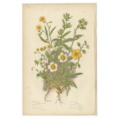 Impression botanique ancienne de roche-rose commune, vers 1860