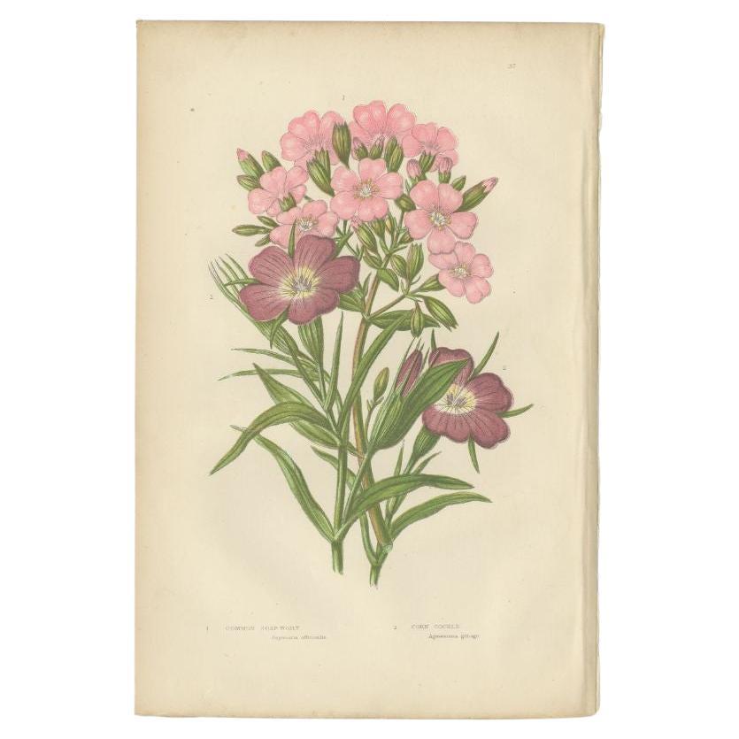 Antique Botany Print of Common Soap-Wort, c.1860