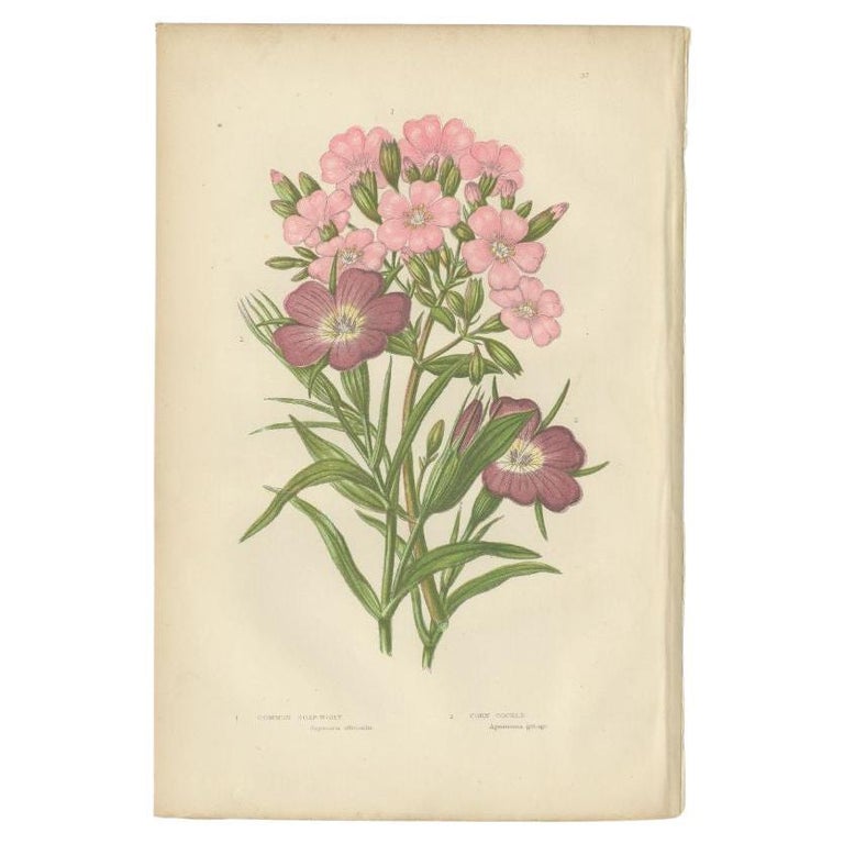 Gravure botanique ancienne de l'herbe à savon commune, c.1860 En vente sur  1stDibs