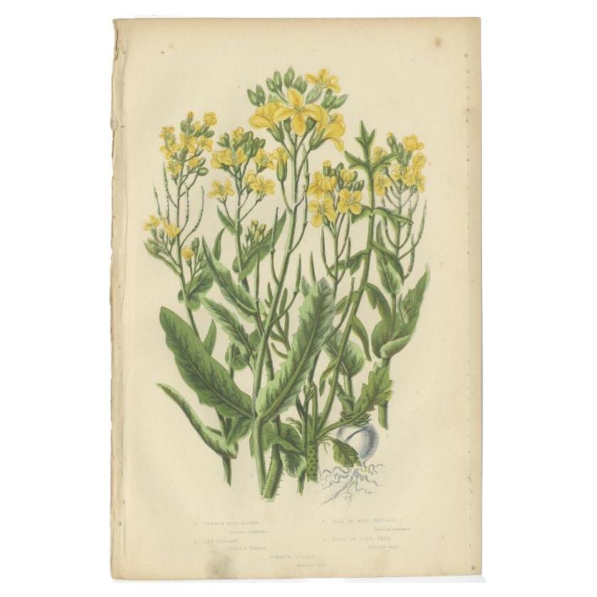 Stampa botanica antica di Navew selvatica comune, 1860 ca.