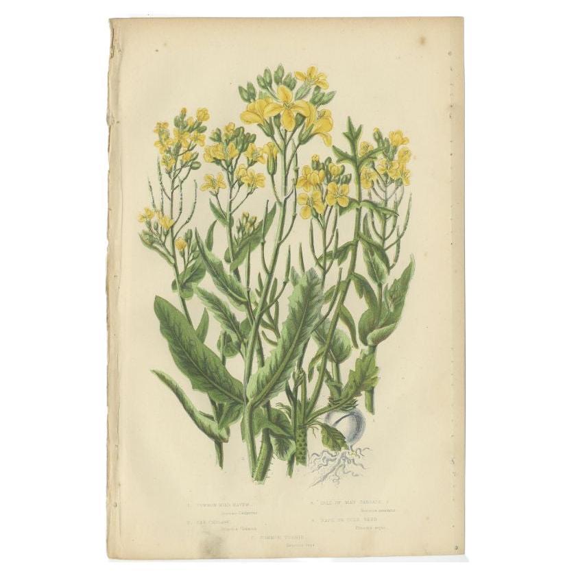 Antique Botany Print of Common Wild Navew, c.1860 For Sale