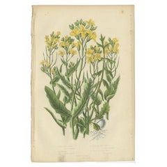 Antique Botany Print of Common Wild Navew, c.1860