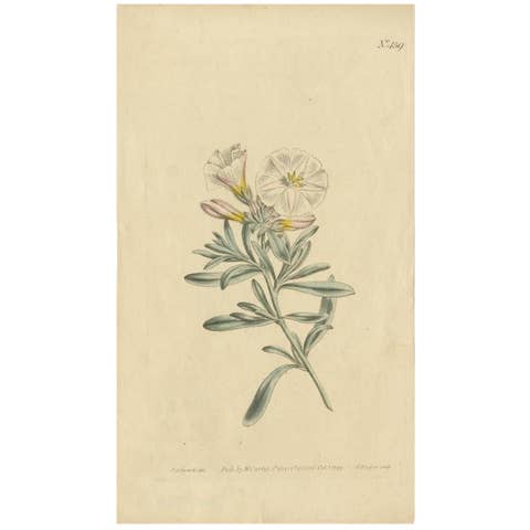 Antique Botany Print of Convolvulus Cneorum by Curtis, 1799