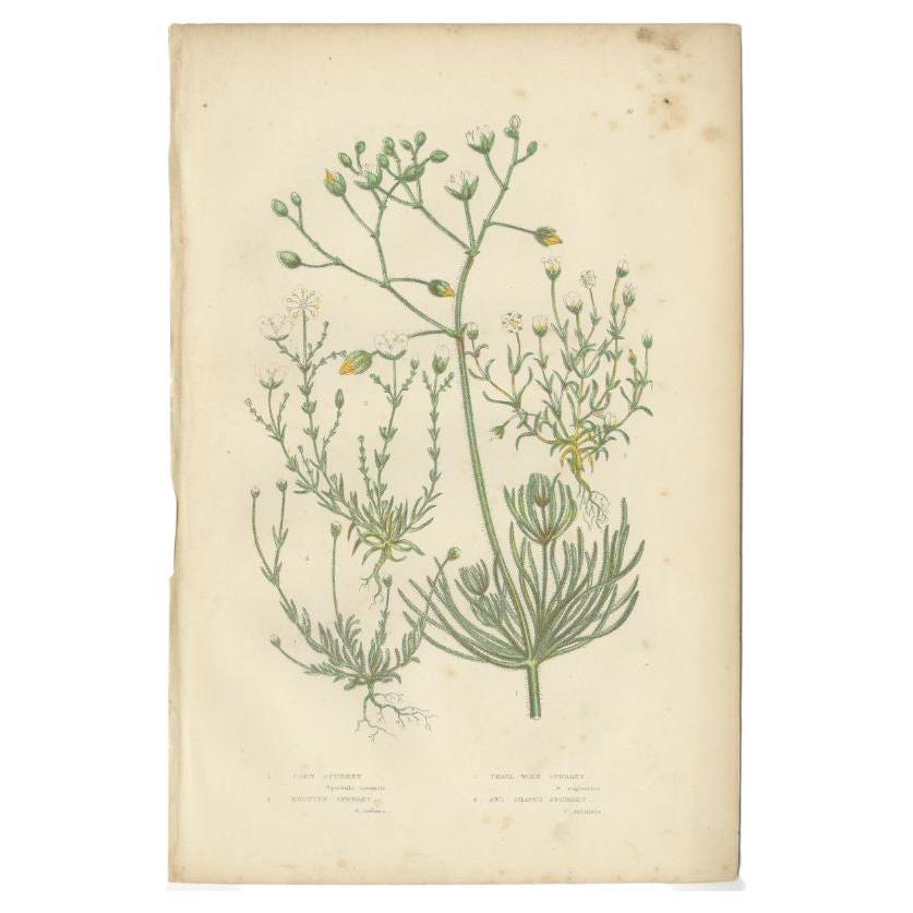 Antiker Botanikdruck von Corn Spurrey aus Korn, um 1860