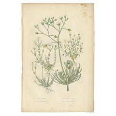 Antique Botany Print of Corn Spurrey, c.1860