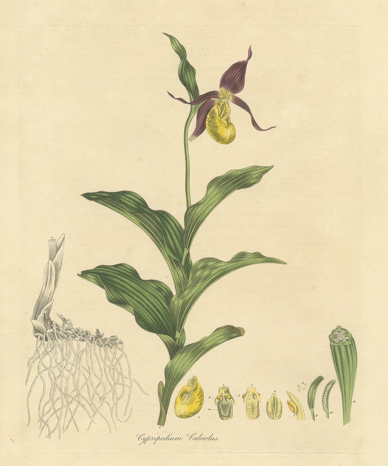 Antique botany print titled 'Cypripedium Calceolus'. Hand colored engraving of cypripedium calceolus, a ladies-slipper orchid, and the type species of the genus Cypripedium. It is native to Europe and Asia. This print originates from 'Flora
