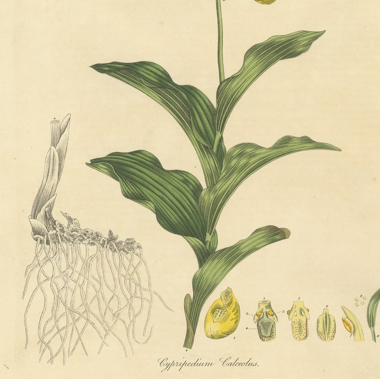 Antique Botany Print of Cypripedium Calceolus by Curtis, circa 1817 In Good Condition For Sale In Langweer, NL