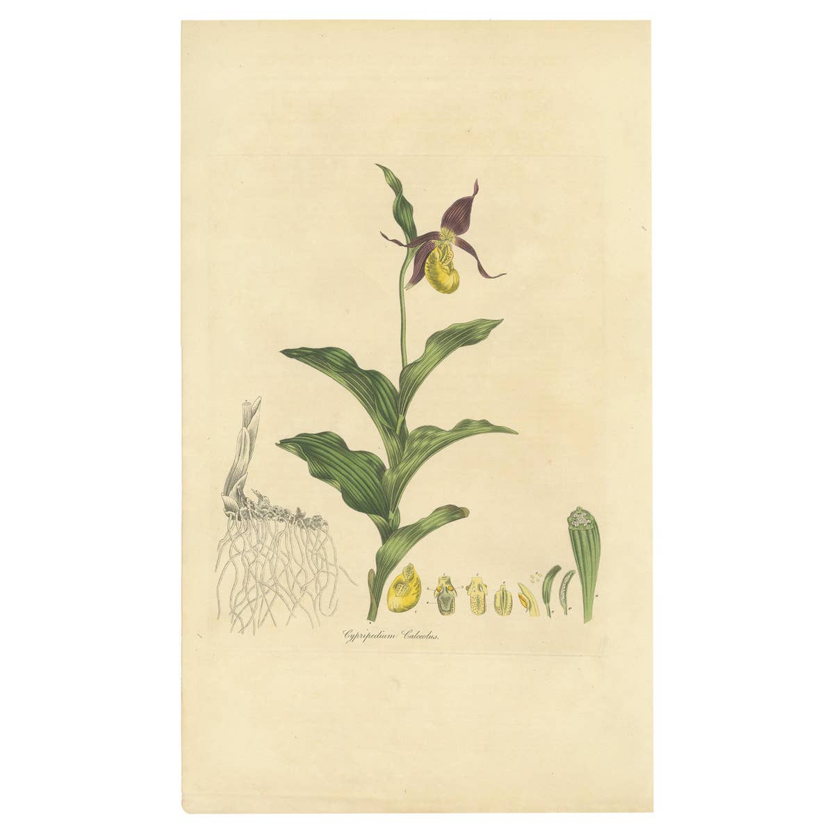 Antique Botany Print of Cypripedium Calceolus by Curtis, circa 1817
