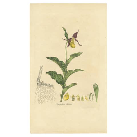 Antique Botany Print of Cypripedium Calceolus by Curtis, circa 1817