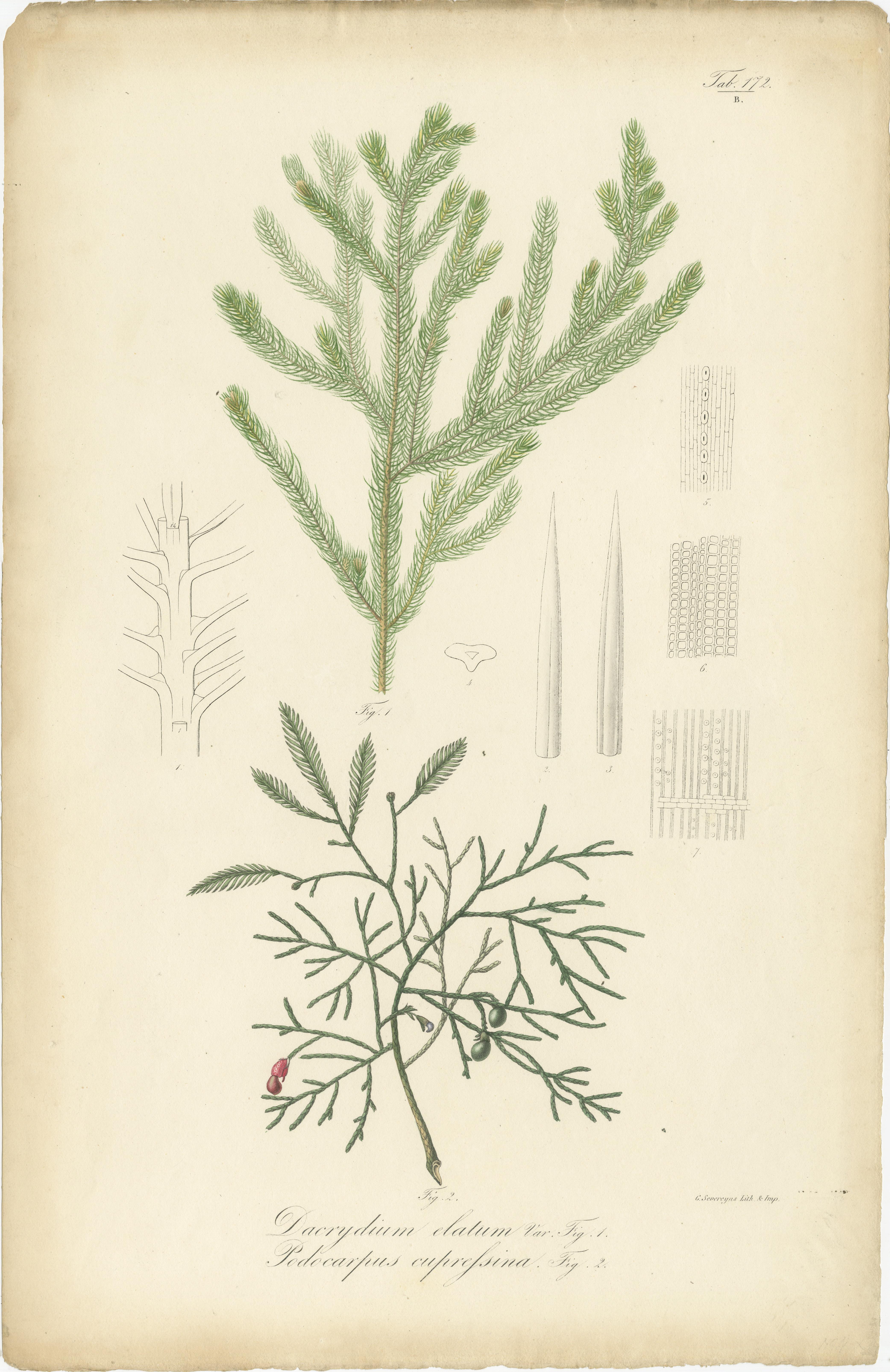 Antiker Botanikdruck mit dem Titel 'Dacrydium Elatum', Podocarpus eupressina. Alter Originaldruck von zwei Nadelbaumarten. Dieser Druck stammt aus Band 3 der 
