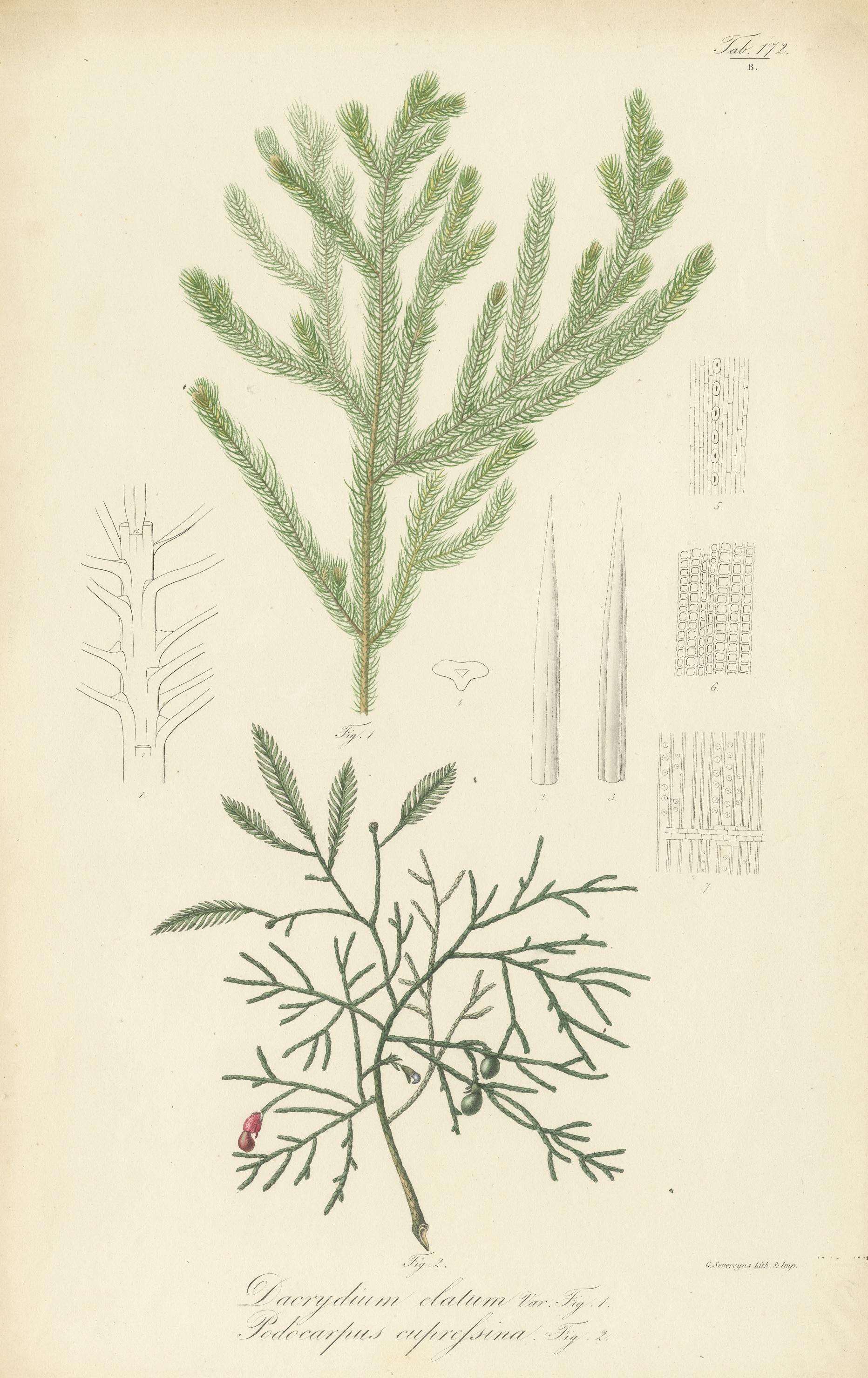 Antique Botany Print of Dacrydium Elatum and a Podocarpus Species In Good Condition For Sale In Langweer, NL