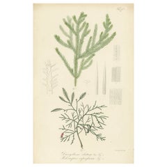 Stampa botanica antica di Dacrydium Elatum e di una specie di Podocarpus