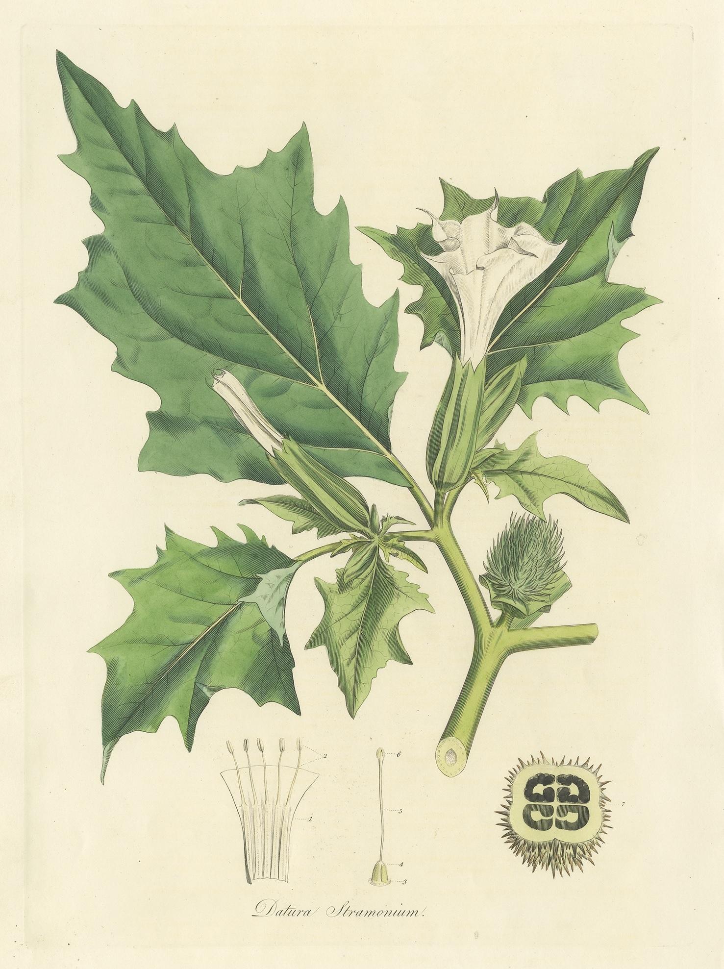 Antique botany print titled 'Datura Stramonium'. Hand colored engraving of datura stramonium, known by the common names thorn apple, jimsonweed (jimson weed) or devil's snare. This print originates from 'Flora Londinensis' by William Curtis.