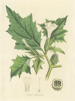Gravure botanique ancienne de Datura Stramonium par Curtis 'circa 1817'.