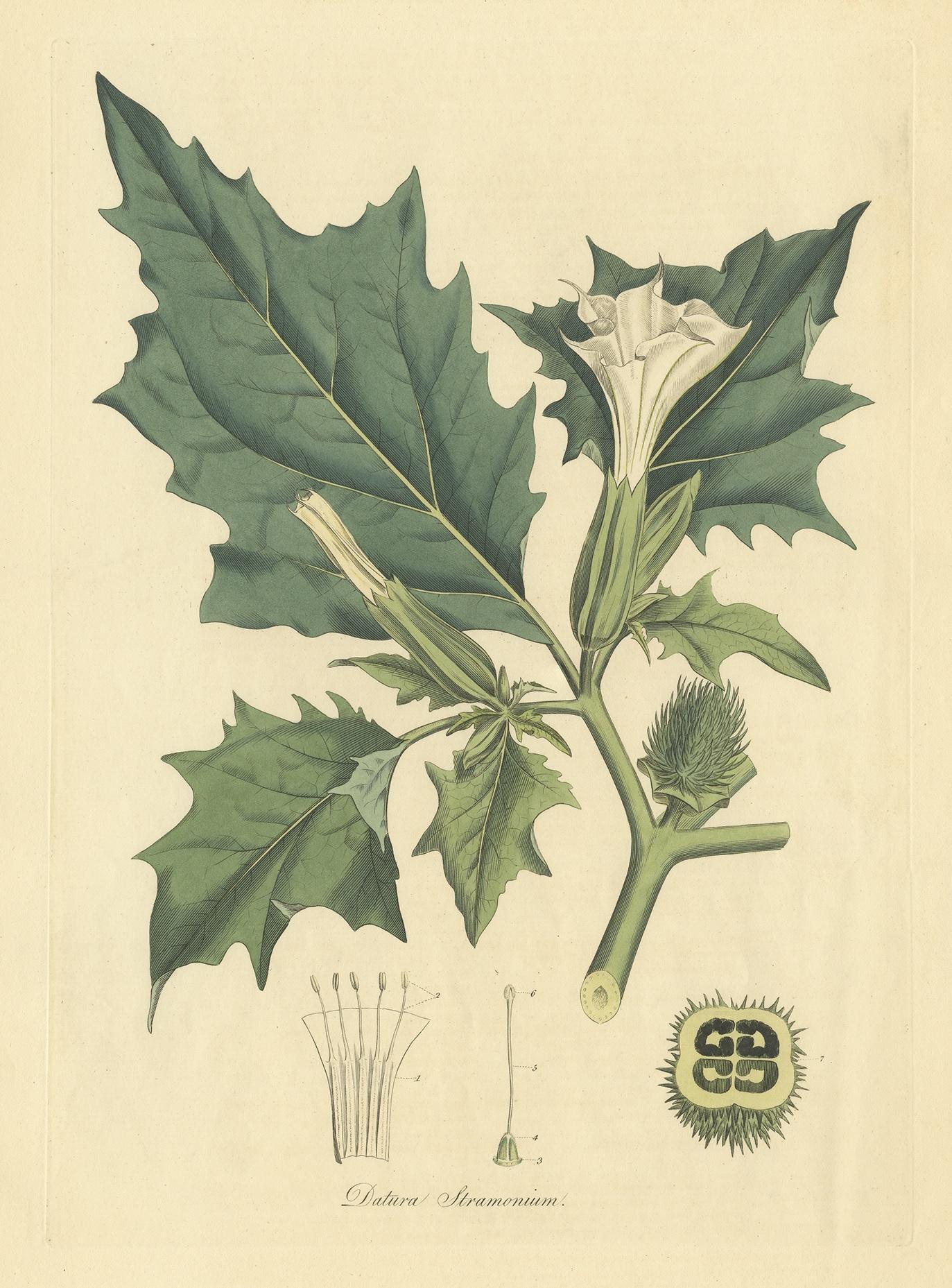 Antique botany print titled 'Datura Stramonium'. Hand colored engraving of Datura Stramonium also known as thorn apple, jimsonweed (jimson weed) or devil's snare. This print originates from 'Flora Londinensis' by William Curtis.