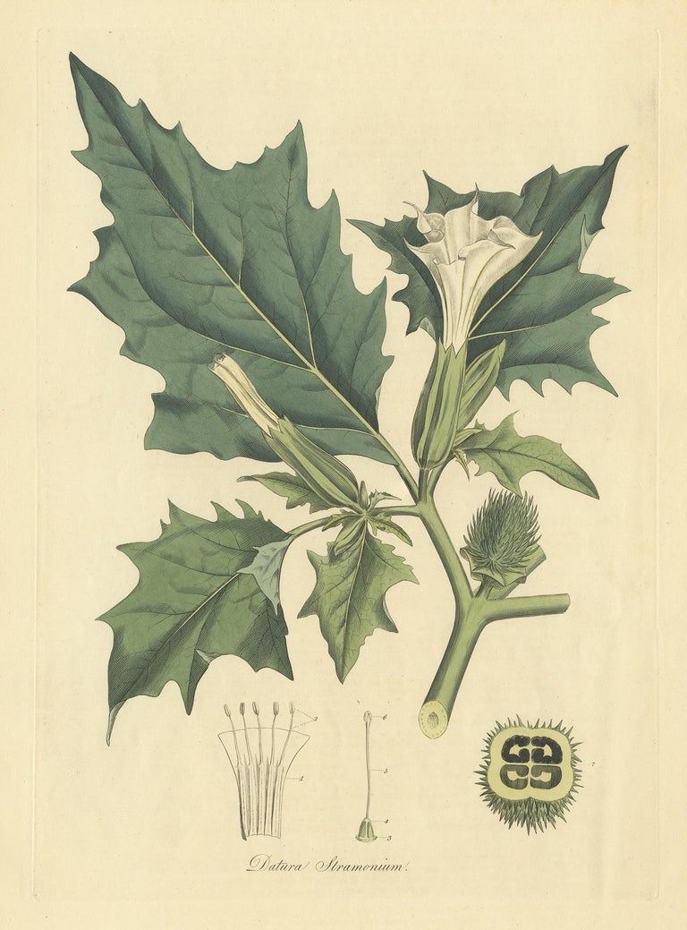 Antique Botany Print of Datura Stramonium by Curtis, circa 1817 For ...