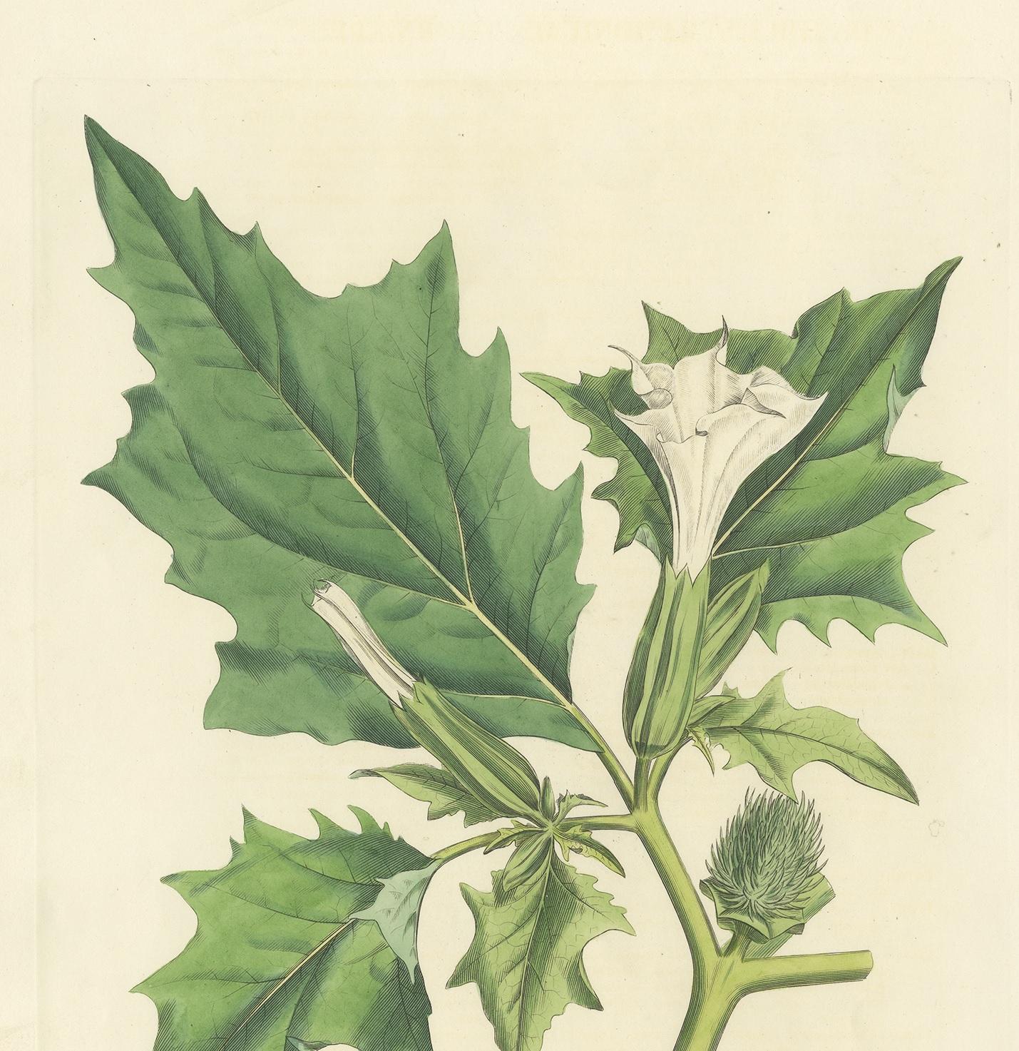 Gravure botanique ancienne de Datura Stramonium par Curtis 'circa 1817'. Bon état - En vente à Langweer, NL