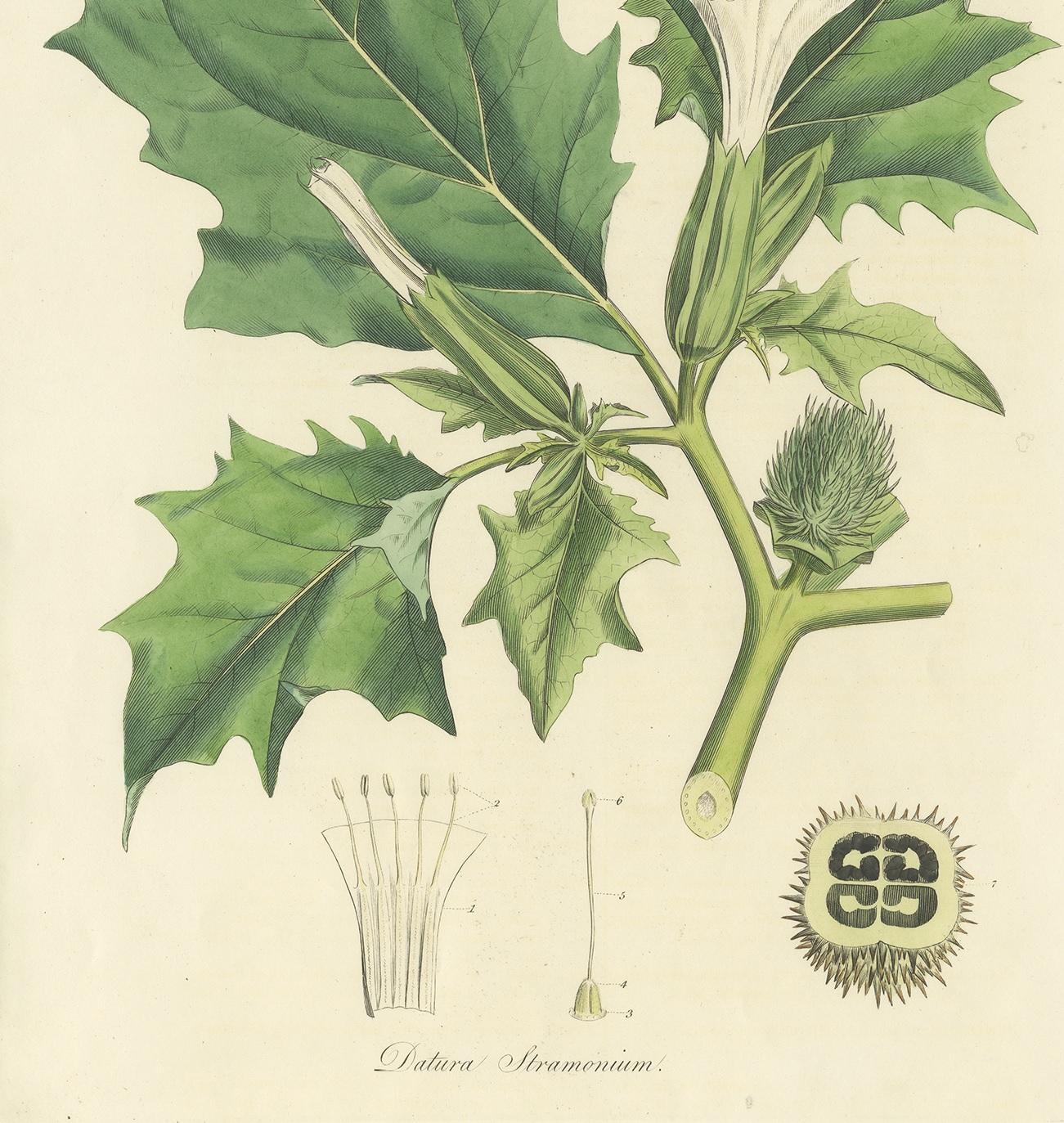 XIXe siècle Gravure botanique ancienne de Datura Stramonium par Curtis 'circa 1817'. en vente