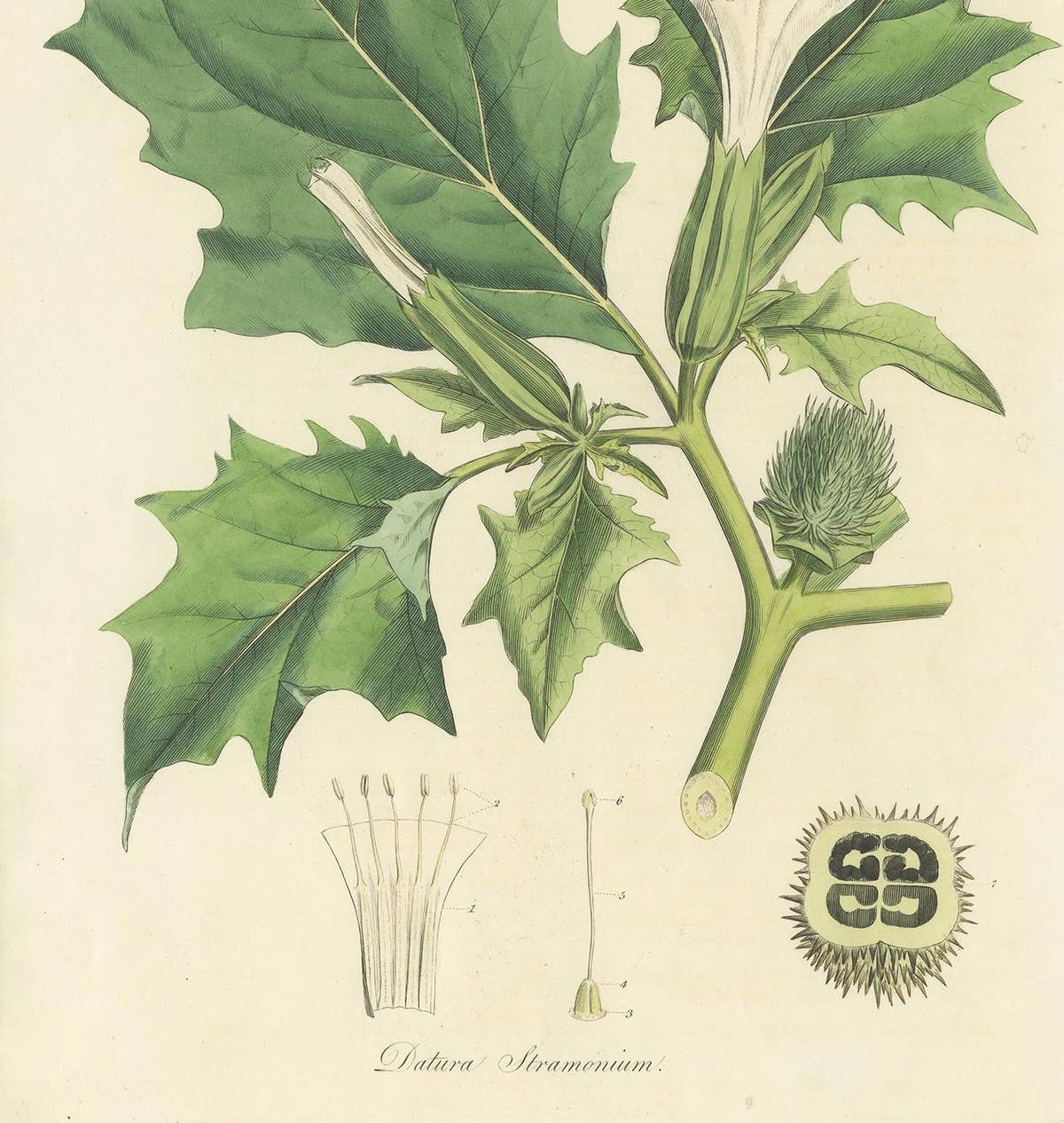 Antique Botany Print of Datura Stramonium by Curtis 'circa 1817'
