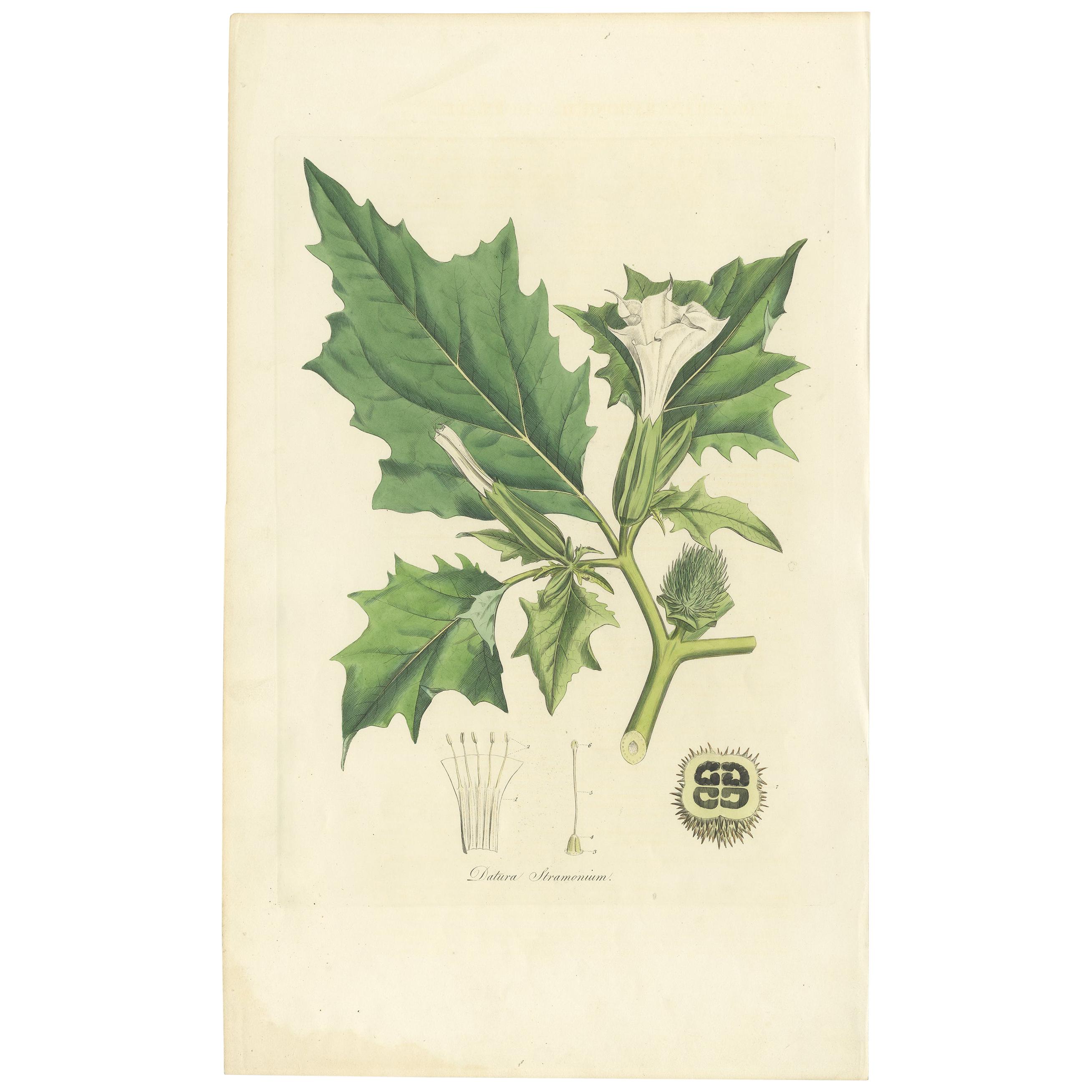Gravure botanique ancienne de Datura Stramonium par Curtis 'circa 1817'.