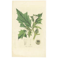Antique Botany Print of Datura Stramonium by Curtis 'circa 1817'