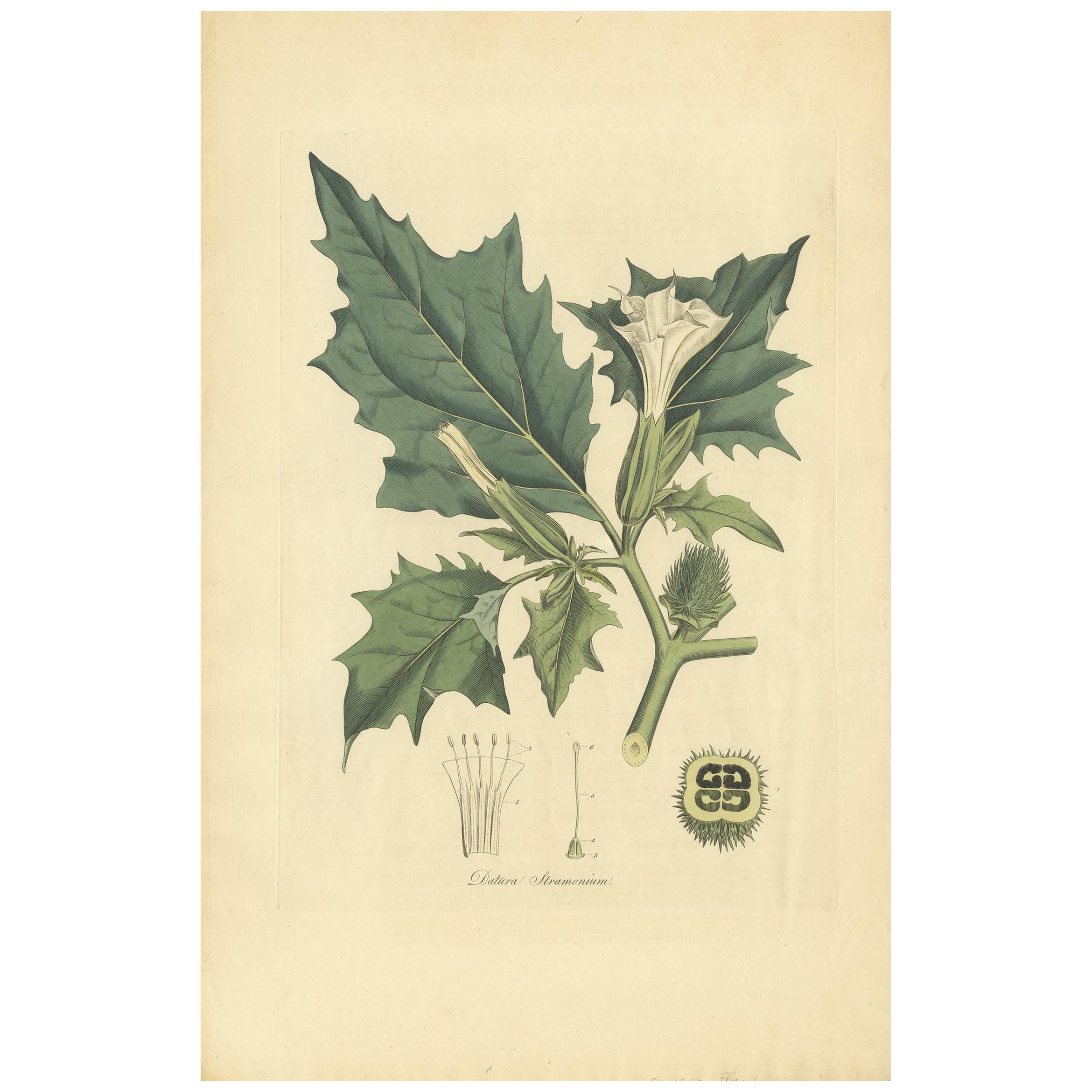 Impression botanique ancienne de Datura Stramonium par Curtis, datant d'environ 1817