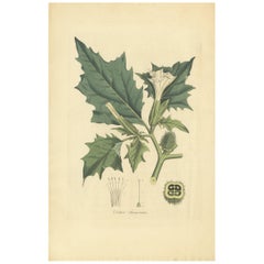 Impresión botánica antigua de Datura Stramonium por Curtis, hacia 1817