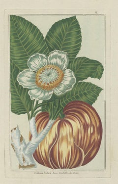 Antique Botany Print of Dillenia Indica by Buchoz, circa 1785