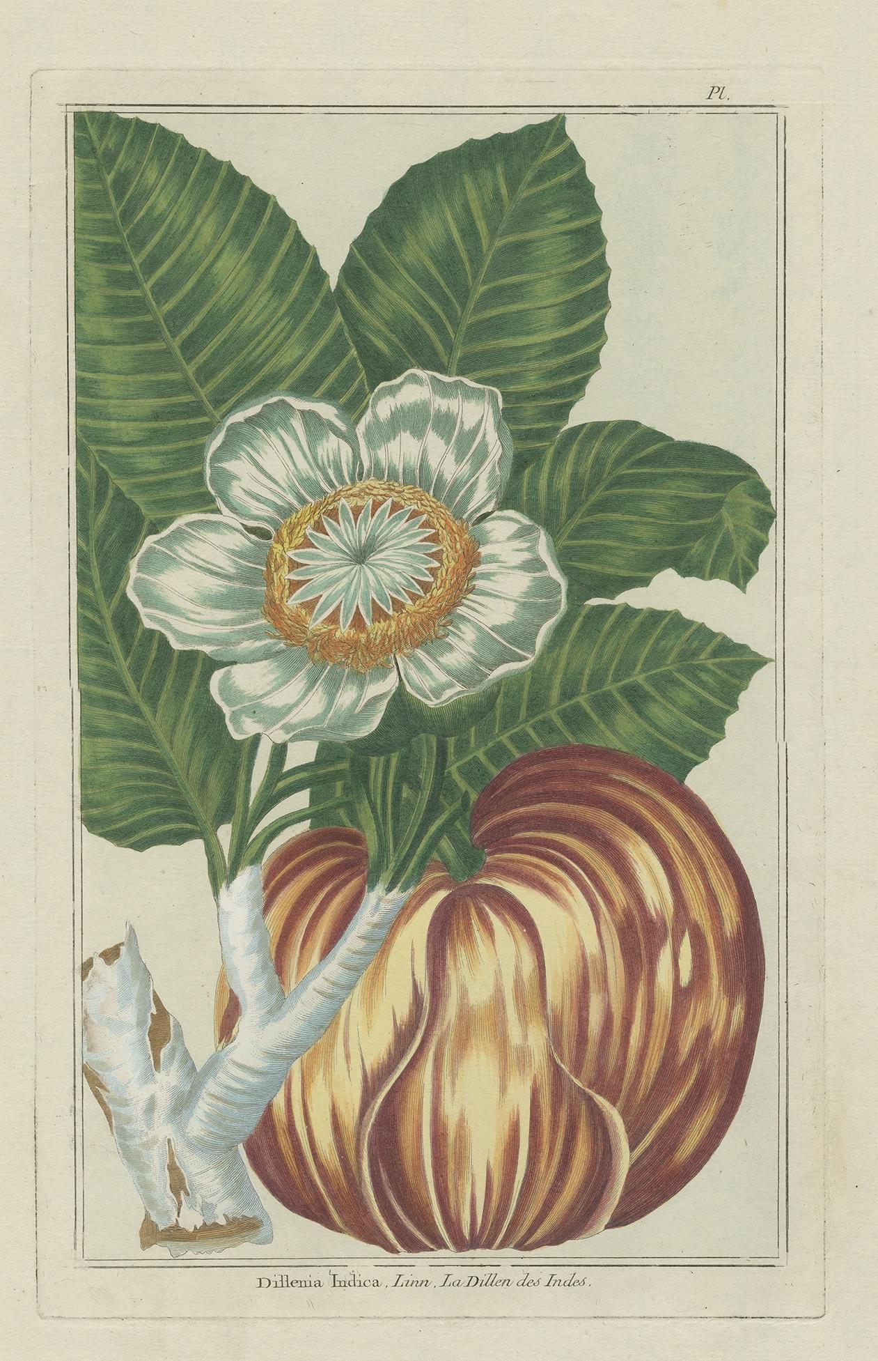 Antique Botany Print of Dillenia Indica by Buchoz, circa 1785 In Good Condition For Sale In Langweer, NL