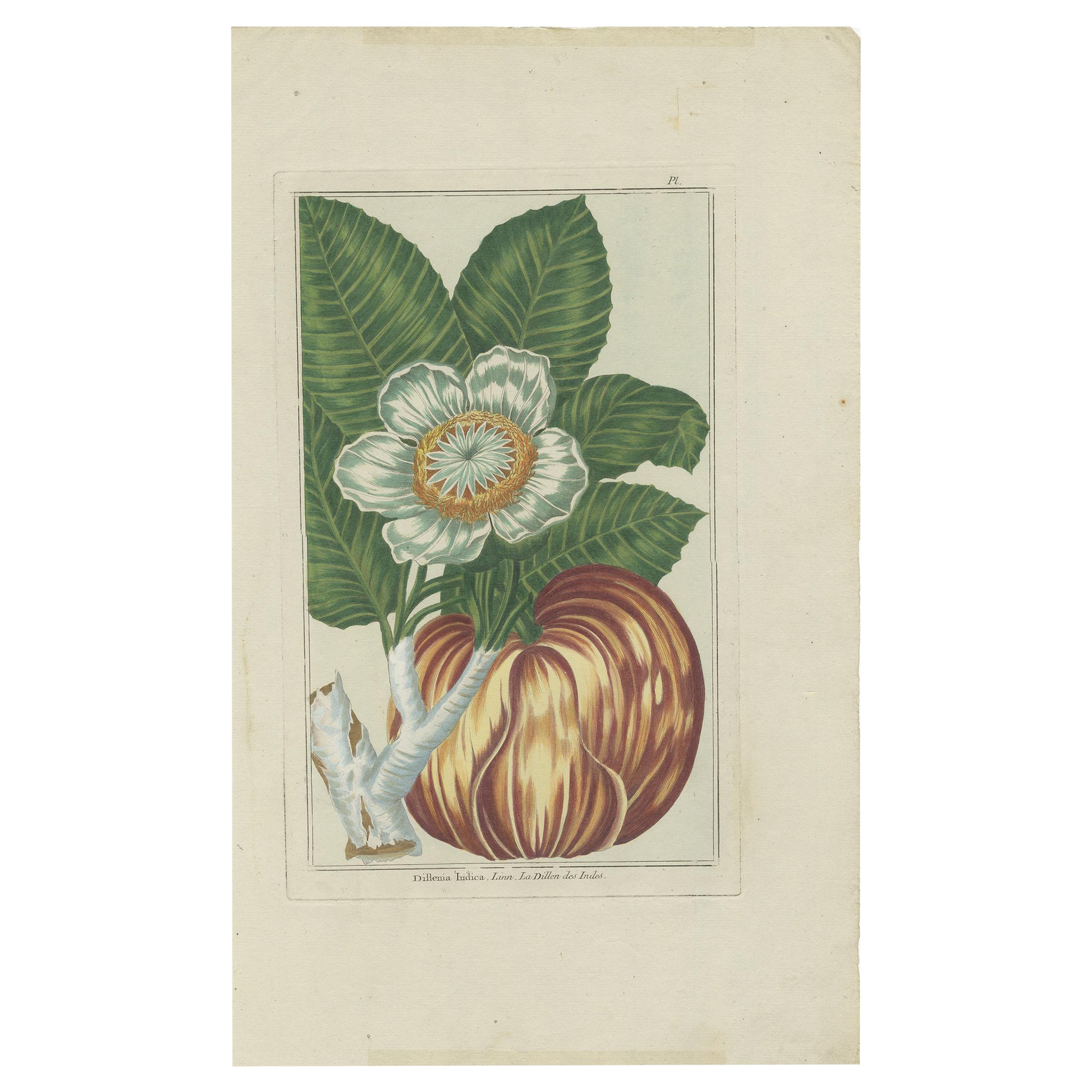 Antiker Botanik-Druck von Dillenia Indica von Buchoz, um 1785