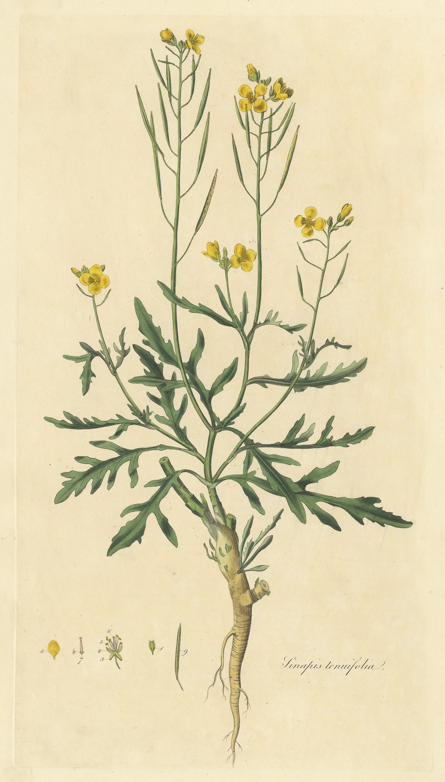 Antique botany print titled 'Sinapsis Tenuifolia'. Hand colored engraving of diplotaxis tenuifolia also known as wild rocket and perennial wall-rocket. This print originates from 'Flora Londinensis' by William Curtis.