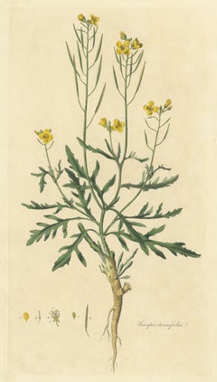 Antique Botany Print of Diplotaxis Tenuifolia by Curtis 'circa 1817'